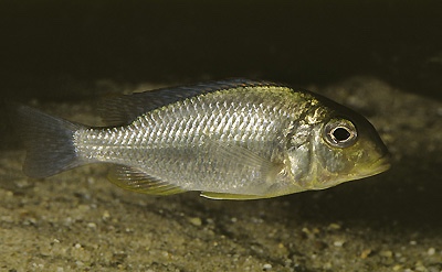 Tramitichromis sp. 'lituris yellow' Senga Bay